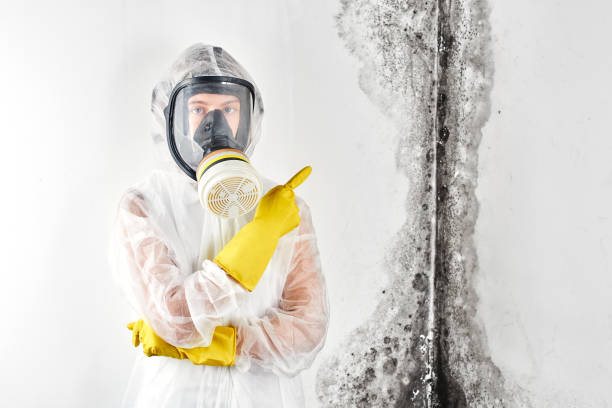 Reliable Biltmore Forest, NC Mold Removal Services Solutions